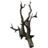 Canis Root